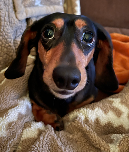 Close-up photograph of a black and tan dachshund with large, expressive eyes, looking directly at the camera while sitting on a fuzzy blanket.